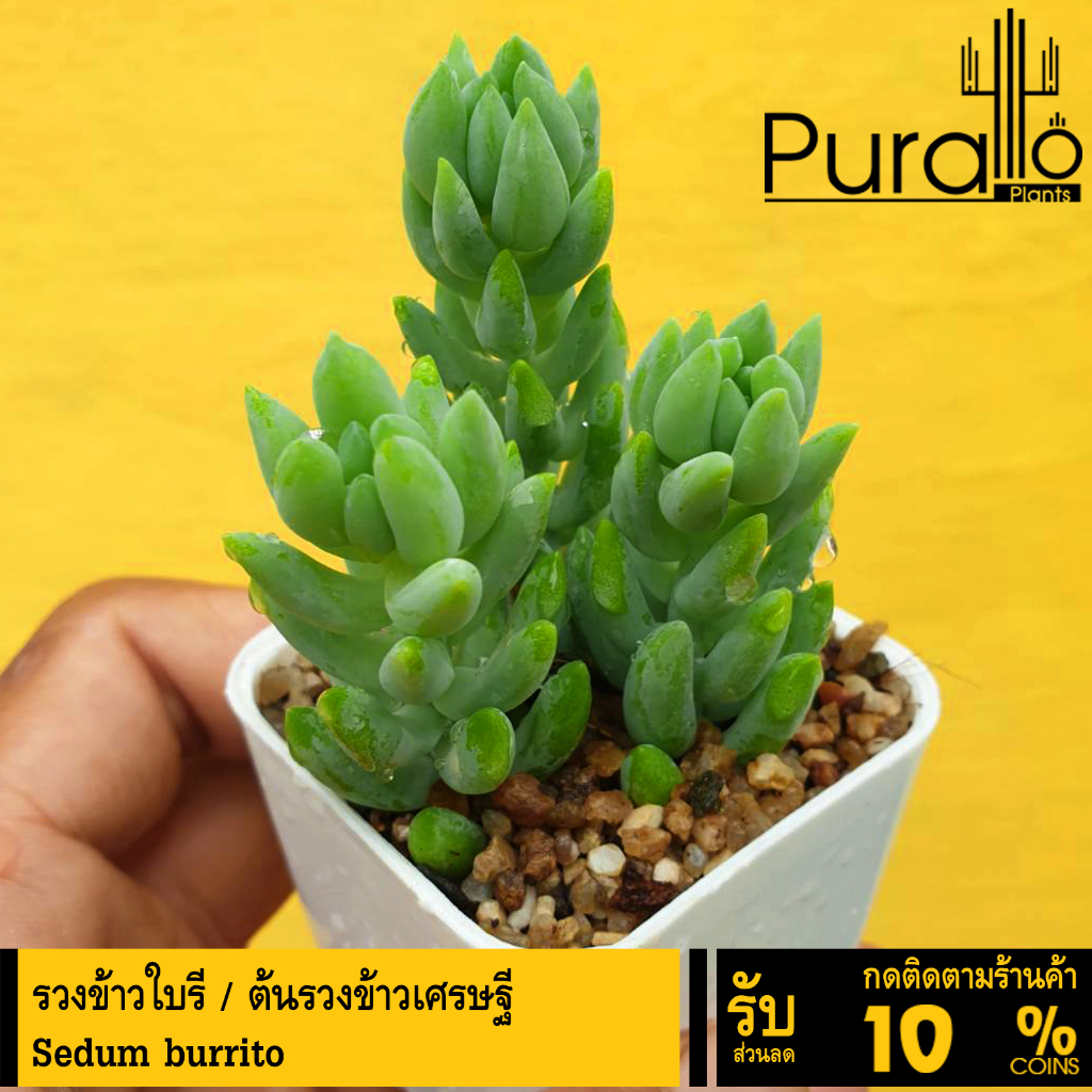 ต้นไม้อวบน้ำ ต้นรวงข้าว,ต้นหางกระรอก,ต้นหางลา,เซดัมเบอร์ริโต Sedum burrito #ต้นกุหลาบหิน #Sedum