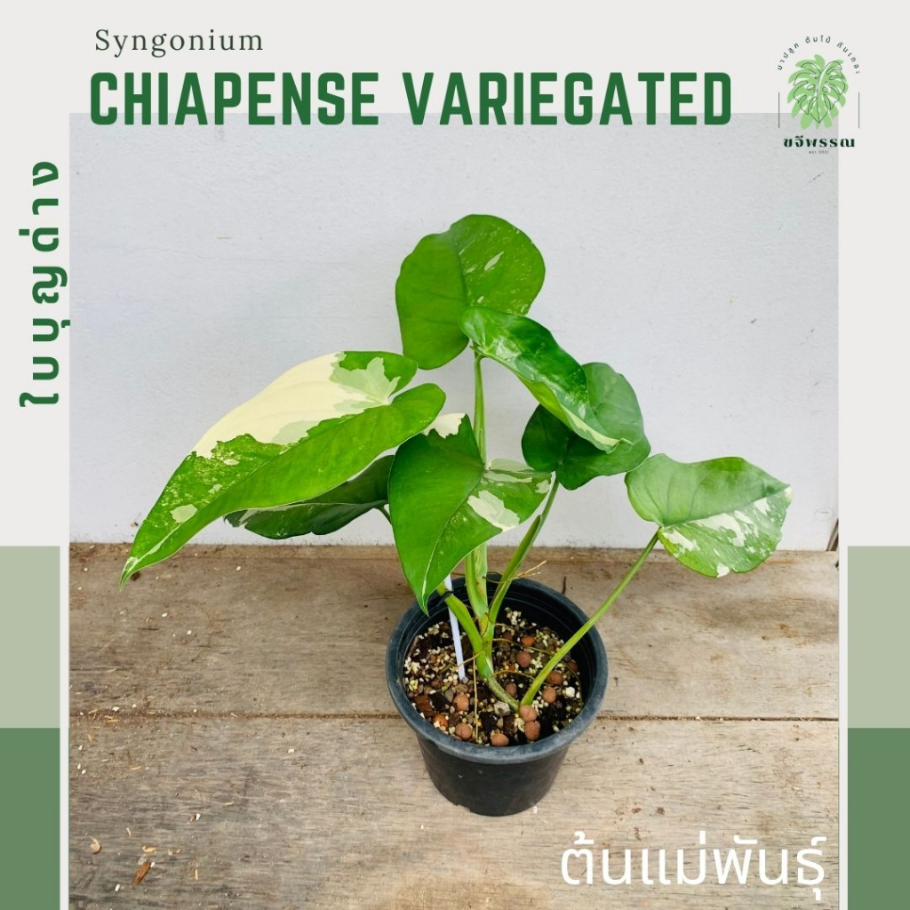 ใบบุญด่าง | Syngonium Chiapense variegated