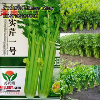 1,200+ เมล็ด เมล็ดคึ่นฉ่ายจีน Chinese Celery (มีกลิ่นหอมเฉพาะตัว รสชาติดี กรอบ อร่อยมาก ลำต้นใหญ่ ก้านใหญ่ ใบใหญ่)