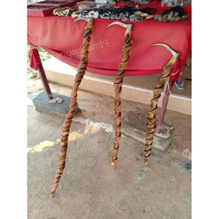ตะขอเครือเขาหลV ของดีหายาก รับประกันแท้100%