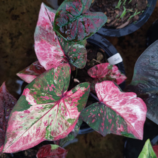 บอนสีมณีนารา แยกหน่อ บอนสี Caladium