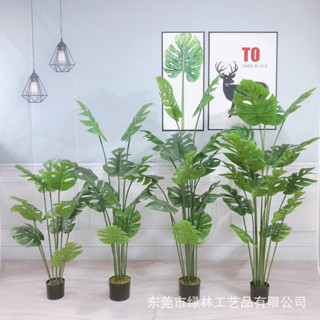 ต้นมอนสเตอร์ร่าปลอม Monstera ต้นไม้ปลอม ต้นไม้ตกแต่งบ้าน มีขนาด 1.2 1.5 1.8เมตร (สินค้าพร้อมส่ง)