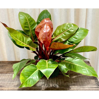 กุมารส้มเรียกทรัพย์/ฟิโลเดนดรอน ปริ้นออฟออเร้นจ์ (Philodendron Prince of orange)