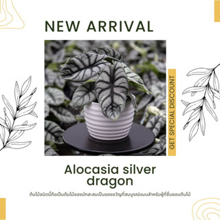 อโลคาเซีย ซิลเวอร์ดราก้อน Alocasia silver dragon