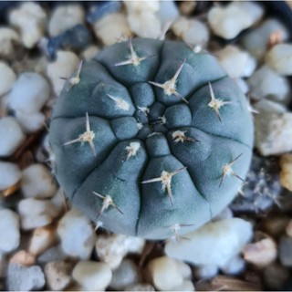 ยิมโนออคโช ต้นเล็ก [Gymnocalycium ochoterenae]