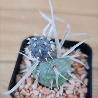 แคคตัส กระบองเพชร หนามกระดาษ (Opuntia articulata) ขนาด 1.5 ซม