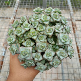 Crassula Perforata คราสซูลา กอใหญ่ๆ กระถาง12cm กุหลาบหิน ไม้อวบน้ำ succulent Echeveria haworthia lithop