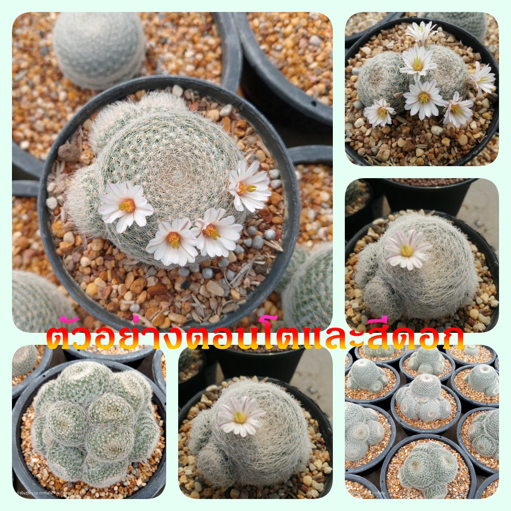 🌵💥แมมแลนต้า 💥🌵 Mammillaria lanta ไม้เมล็ด ไม้ชำหน่อ ขนาด 3-10 ซม. ไซส์ให้ดอก ต้นกระบองเพชร ต้นแคคตัส (แคคตัส กระบองเพชร)