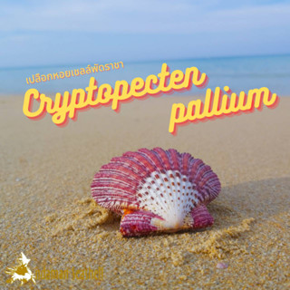 Andaman seashell เปลือกหอย เชลล์พัดราชา (Cryptopecten pallium)