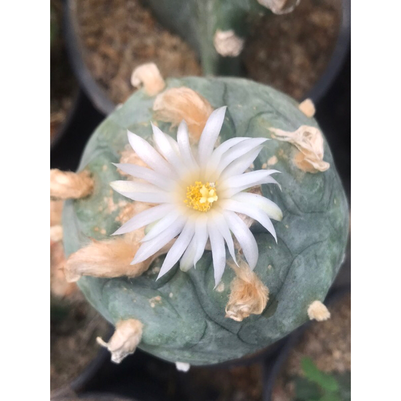 โลโฟฟลอร่า ดิฟฟูซ่า(ไม้เมล็ด) Lophophora Diffusa กระบองเพชร แคคตัส