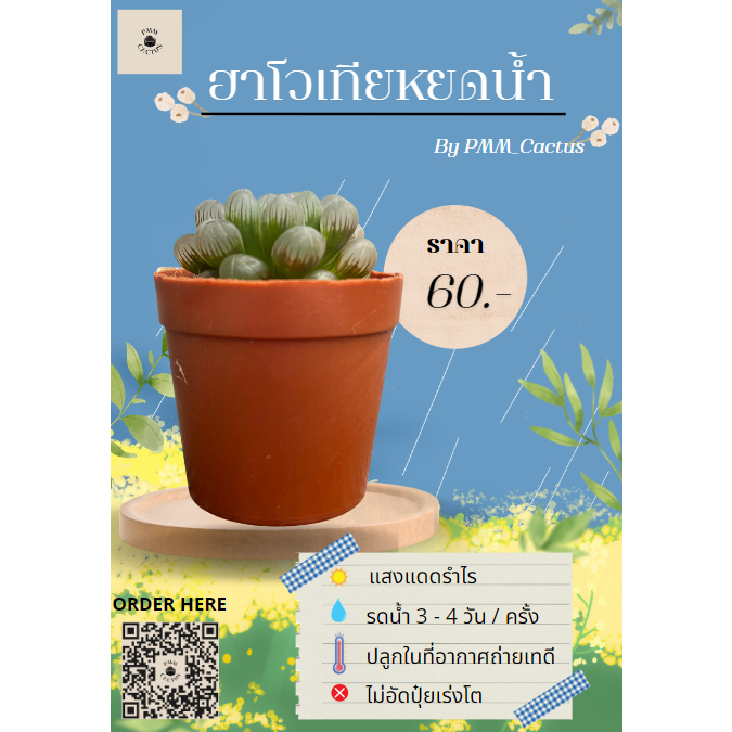 ฮาโวเทีย หยดน้ำ USA [เขียว/แดง] haworthia cooperi var.truncata