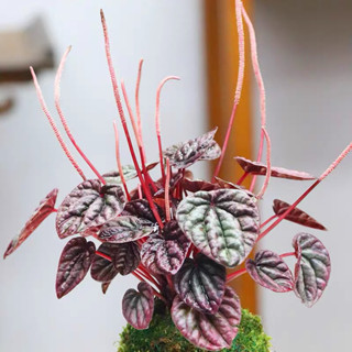 เปเปอร์โรเมียร์หน้าย่นสีแดง(Peperomia Schumi red)