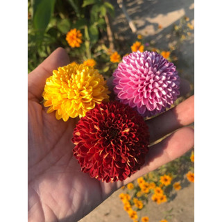 Dahlia pompom ดอกเล็ก แดดจัด-รำไร