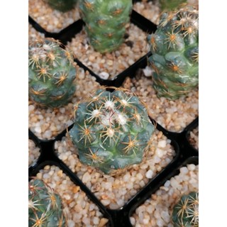 coryphantha paillida ช้างดอกเหลือง ไม่เพาะเมล็ด ขนาด 2.5-4 ซม.