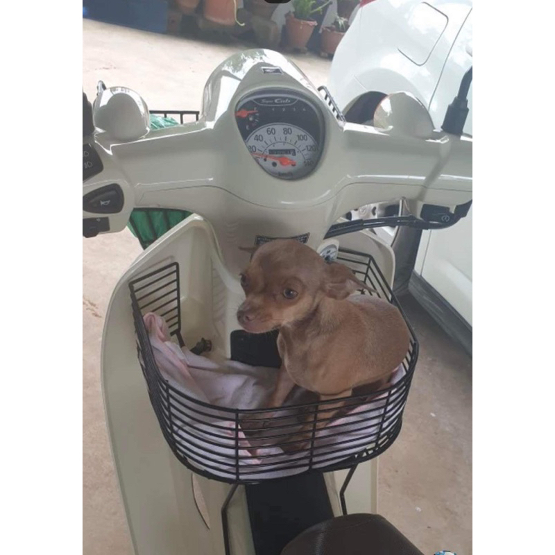 ตะกร้าในดรีมไฟกลมทรงจัมโบ้ตะกร้าในดรีมซุปเปอร์คัพไฟกลมทรงจัมโบ้📌ไม่มีน๊อตแถม📌 - รูปที่ 5