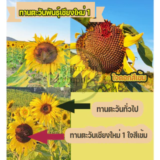 เมล็ดดอกทานตะวันดอกใหญ่ ปลูกดอกสวยงาม สายพันธุ์เชียงใหม่1 ขายเป็นกิโลกรัม