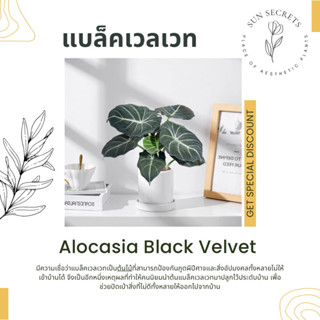 อโลคาเซีย แบล็คเวลเวท(Alocasia Black Velvet)