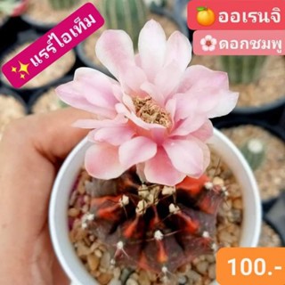 🍊ยิมโนออเรนจิ สวยฟรุ้งฟริ้ง ดอกชมพู🌸 ยิมโนโคลนดัง ของมันต้องมี