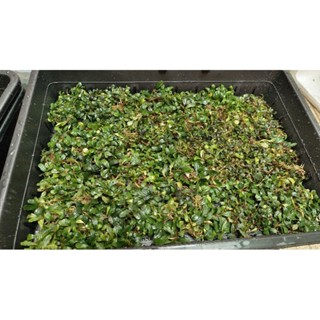 Bucephalandra 1kg Sekadau,Brownie,Velvet,Nanga silat