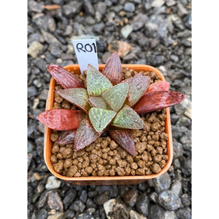 Haworthia Hybird Thailand กระถาง 2 นิ้ว จัดส่งทั้งกระถาง รหัส R01-30