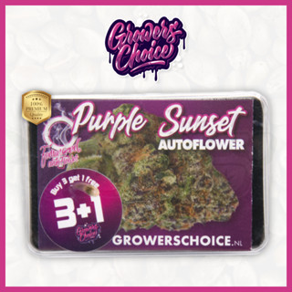 Purple Sunset (Auto) - Growers Choice เมล็ด กัญชา นำเข้าแท้100% เมล็ดเพศเมีย