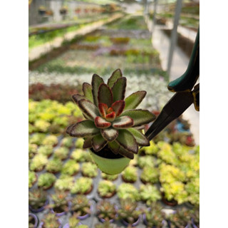 Kalanchoe Tomentosa หมีสีเทาใบเล็ก