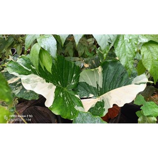 บอนหูช้างด่างขาว (Alocasia Gageana Albo Variegated)