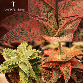 Aloe Hybrid seedings อโลไฮบริด ไม้เมล็ด ไม้อวบน้ำ กุหลาบหิน cactus&amp;succulentหลากหลายสายพันธุ์ (L1)