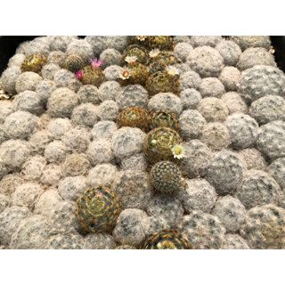 เมล็ด รวมแมมมิลลาเลีย Mammillaria 100เมล็ด60บาท