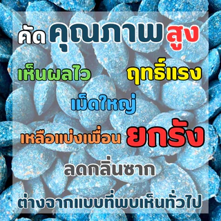 ยาเบื่อหนู เหยื่อกำจัดหนู หนูชอบมาก ตายแห้ง 70 เม็ด สะตอม ยาฆ่าหนู (ผสมธัญพืชที่หนูชอบเต็มเม็ด)