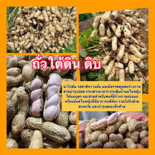 🥜ถั่วดิน ถั่วลิสงดิบ ส่งแบบขุดสด เนื้อแน่น อร่อย กินเพลิน จะต้ม ผัดแกงทอด ได้หมด(บรรจุ1 กิโล)🥜