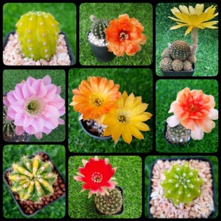 🌸 โลบิเวีย อิชินอปแองเจิล อิชินอปเลมอน ด่าง (Lobivia / Echinopsis)