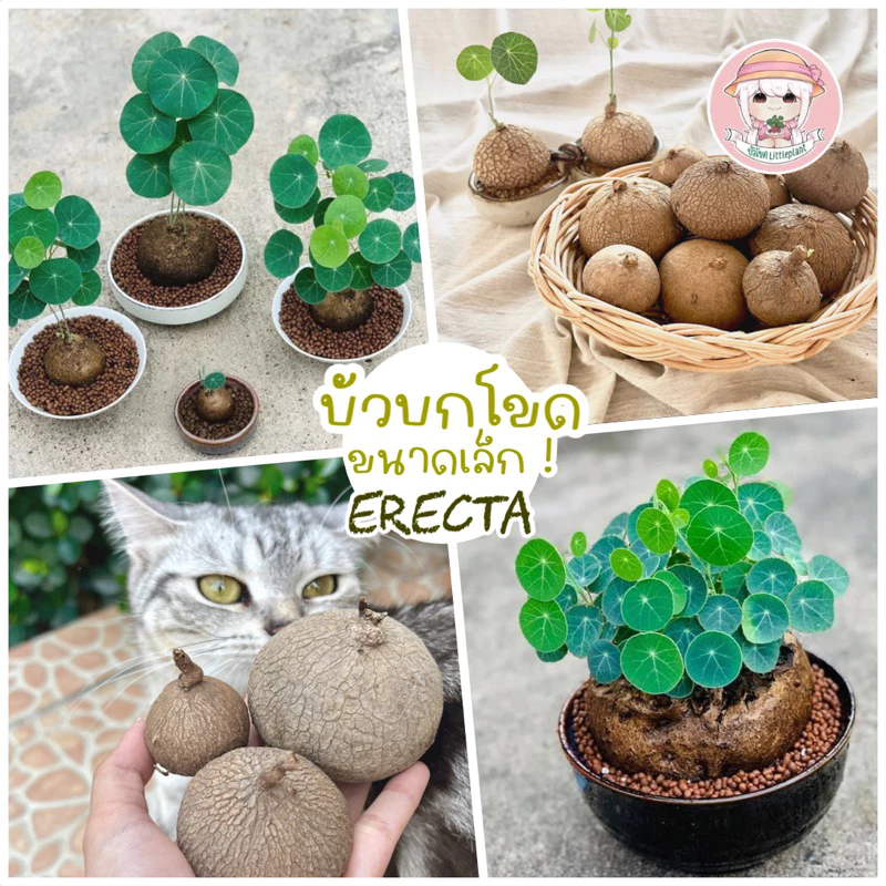 บัวบกโขด 《 ส่งฟรี 》มีปลายทาง ร้านคัดหัวสุขภาพดีให้ทุกต้น พร้อมคู่มือการดูแล / Stephania Erecta