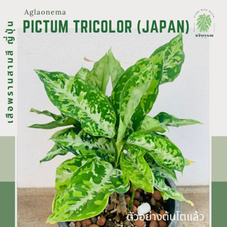 เสือพรานสามสีญี่ปุ่น | อโกลนีมาเสือพราน 3 สี (ญี่ปุ่น) | Aglaonema pictum tricolor Japan | ไม้สะสม ไม้หายาก