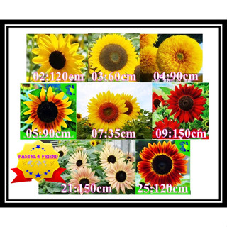 เมล็ดพันธุ์ดอกทานตะวันสี Helianthus annuus L.ซื้อ10 แถม 1