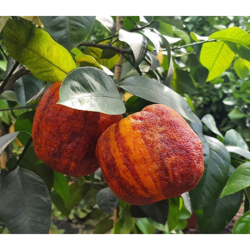 ส้ม พันธุ์ แซงกวินนีโอ 🍊🪴 (Sanguineo Orange  /เป็นภาษาลาติน) กิ่งตอน/กล้าละ 300บาท