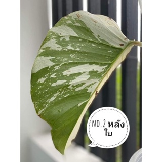 Monstera Mint มอนมิ้นต์ มอนสเตอร่า มิ้นต์ no.3 ไม้ยอดหลุดเขียว ก้านมีเส้นด่าง ส่งทั้งกระถาง ได้ต้นตามภาพ