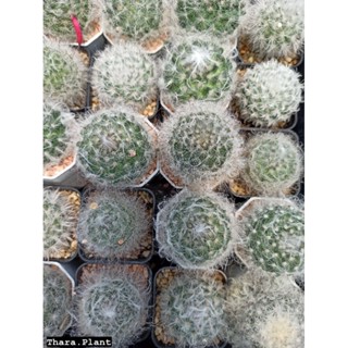 Mammillaria แมมิลลาเรีย แมมขนแกะ แมมขนแมว ขนฟู น่ารัก ดอกสีชมพู