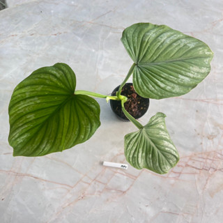 Philodendron Mamei Silver Cloud ฟิโลเดนดรอน มาเมอิ ซิลเวอร์คราวด์ เลือกต้นได้