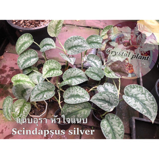 แนบอุรา หัวใจแนบ Scindapsus silver