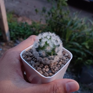 แมมมิลาเรีย คามิเน่ขาว Mammillaria carmenae แคคตัส กระบองเพชร