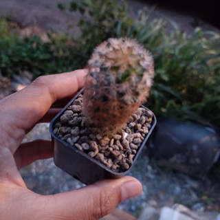 แมมมิลาเรีย คามิเน่ส้ม Mammillaria carmenae แคคตัส กระบองเพชร