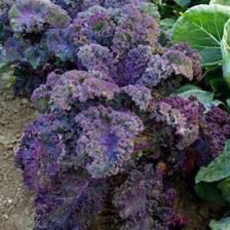 เมล็ดเคลสีม่วง สกาเลท 30เมล็ด สายพันธุ์ทนร้อน  ปลูกง่าย โตไว ชอบแสงแดด 30seed Organic Scarlet Kale ☀️full sun ราคา ถูกที่สุด ดีลบีเคเค แกลเลอรีภาพที่ 4