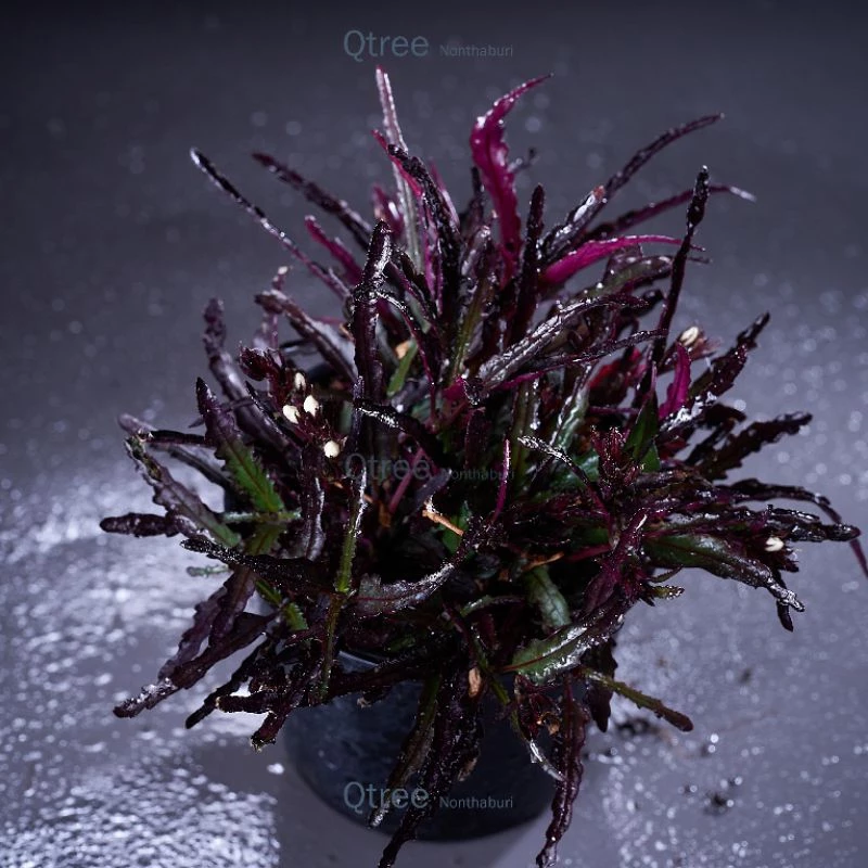 ต้นริบบิ้นแดง Dragon's tongue ไม้แดดสุดทนทานมีดอกสีขาวมะลิ