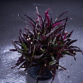 ต้นริบบิ้นแดง Dragon's tongue ไม้แดดสุดทนทานมีดอกสีขาวมะลิ