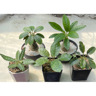 มะพร้าวทะเลทราย Dorstenia ส่งทั้งกระถาง