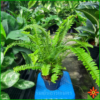 เฟิร์นใบมะขาม ต้นเฟิร์น เฟิร์น ต้นเฟินใบมะขาม เฟิร์นใบมะขาม ต้นเฟิร์นใบมะขาม
