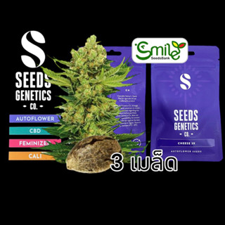 เมล็ดกัญชา Seeds Genetics.Co - Cheese (Auto)