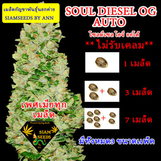 SOUL DIESEL OG AUTO เพศเมียออโต้