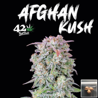 🔥 เมล็ดกัญชา Afghan Kush บีดไทย เมล็ดพันธุ์กัญชา สายพันธุ์แท้ พร้อมส่ง ราคา ต่อ 1 เมล็ด  ไม่งอก เคลมฟรี 1 ครั้ง